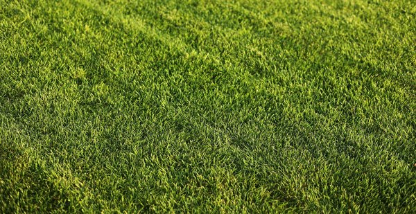 Les essentiels à savoir sur le désherbant sélectif gazon interdit